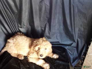 Mixed Breed dogs Opal - Ad 30