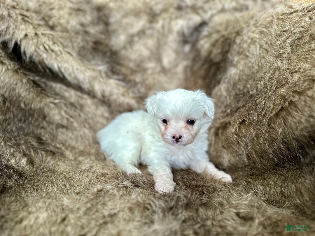 Mixed Breed dogs for sale: Snow White - Ad 3