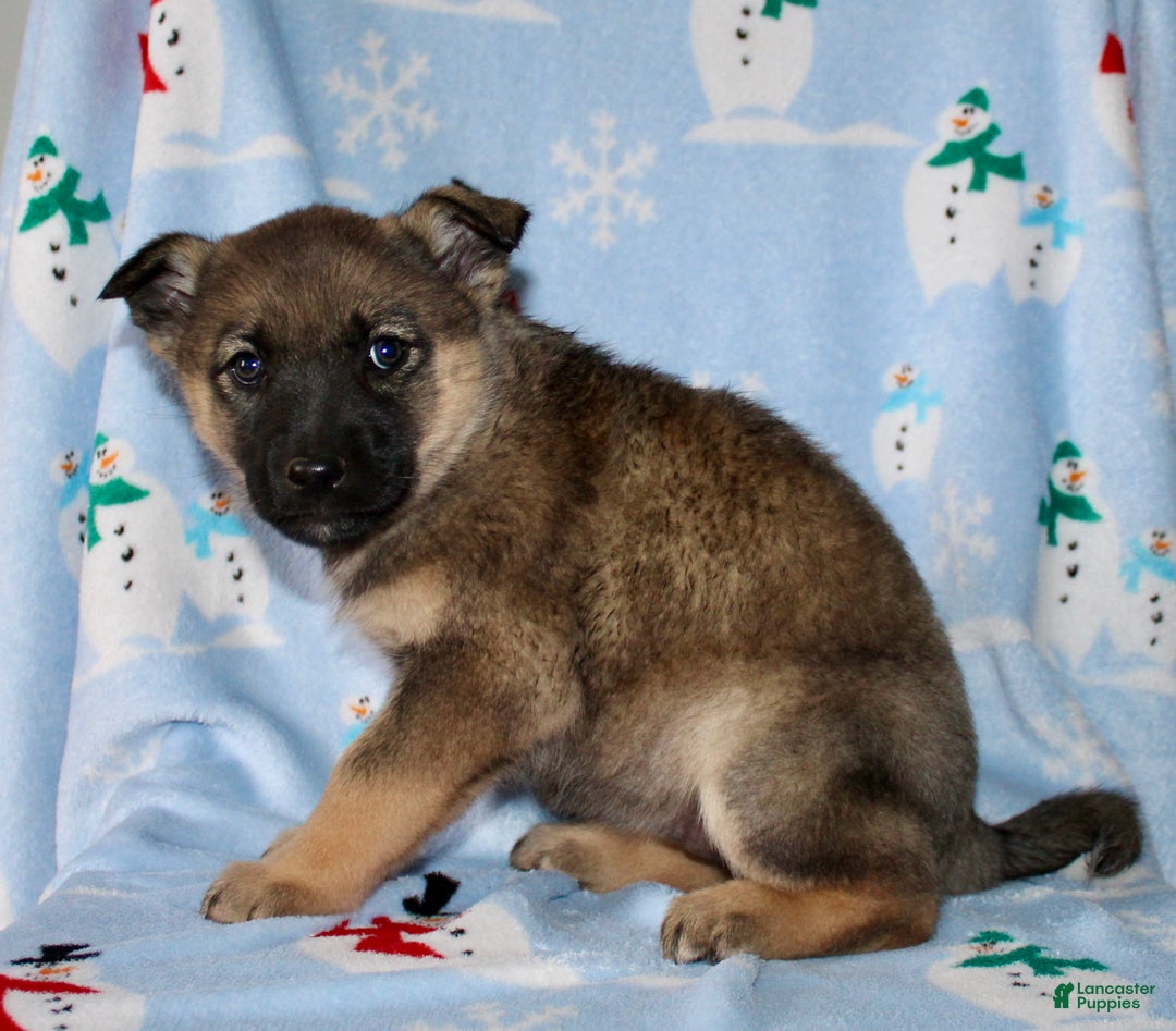 Mixed Breed dogs for sale: Ollie - Ad 3