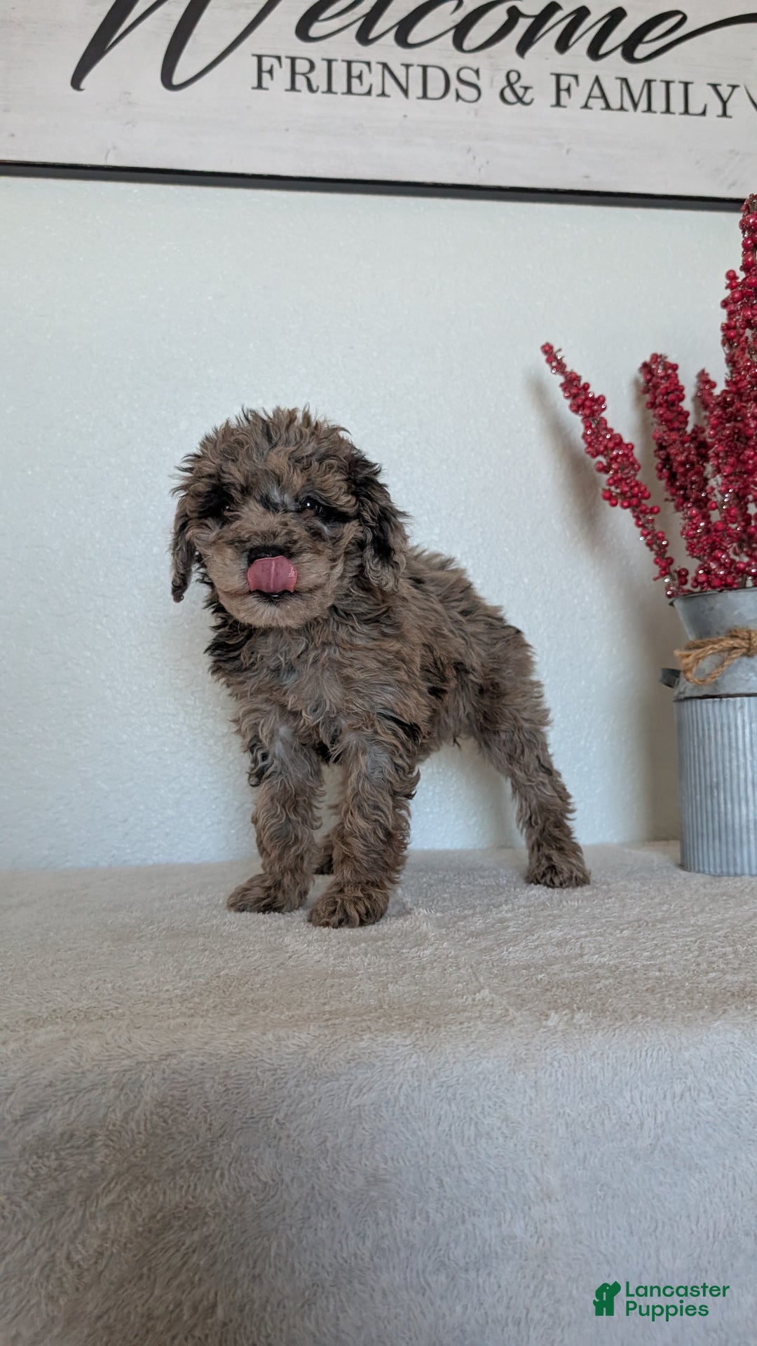Mini Bernedoodle dogs for sale: Vanessa  - Ad 11