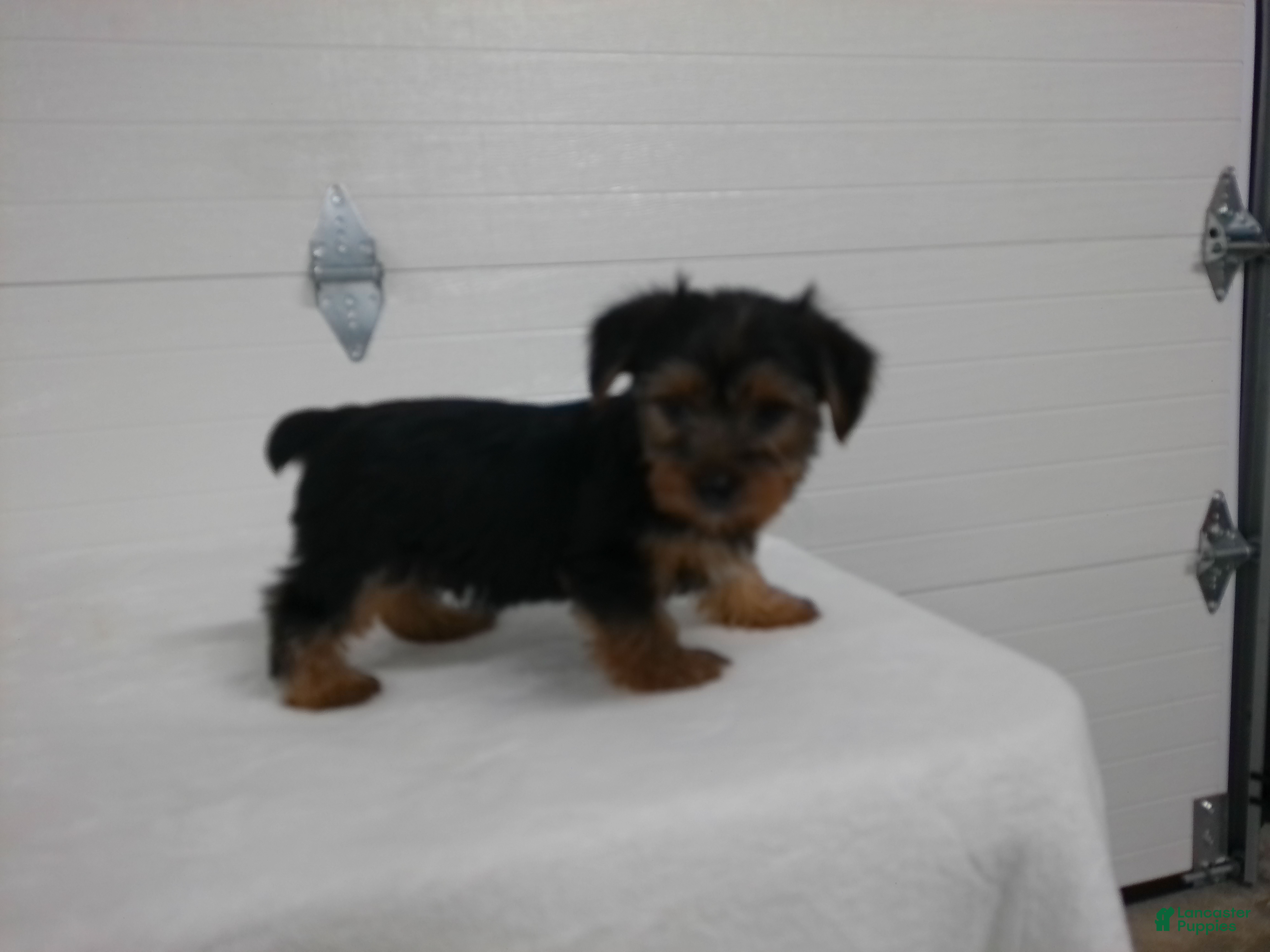 Yorkshire Terrier dogs Scout  - Ad 1