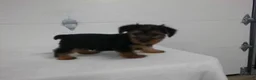 Yorkshire Terrier dogs for sale: Scout  - Ad 7
