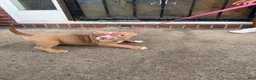 American Bully dogs for sale: Riley - Ad 4
