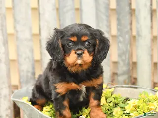 Cavalier King Charles Spaniel dogs for sale: Smores - Ad 2
