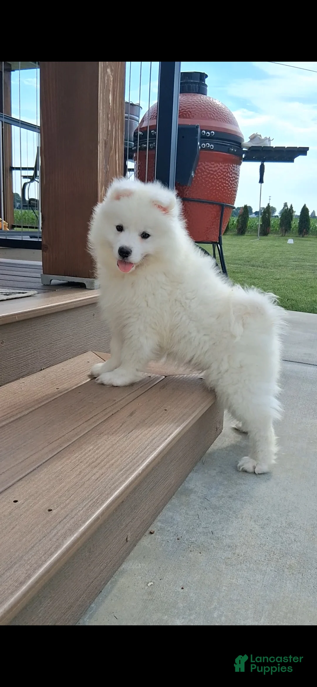 Samoyed dogs for sale: Saber - Ad 2