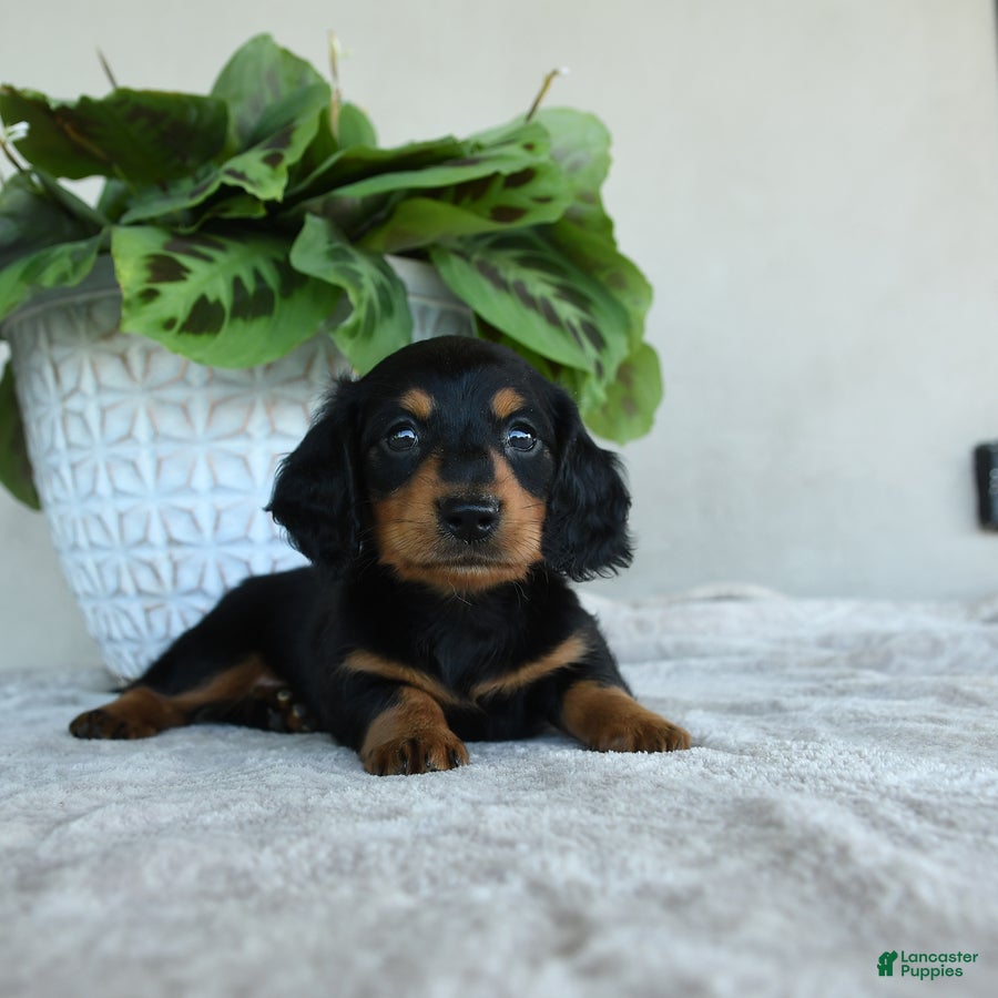 Dachshund dogs for sale: Winston - Ad 3