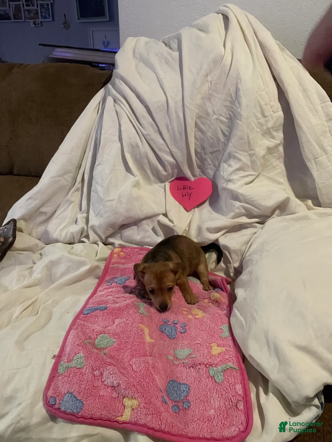 Chihuahua dogs for sale: Chihuahua 5 - Ad 2