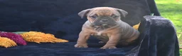 Mixed Breed dogs for sale: Darla - Ad 6