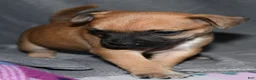 Rat Terrier dogs for sale: Wonton - Ad 8
