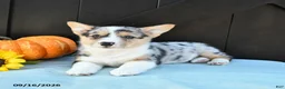 Welsh Corgi Pembroke dogs for sale: Ginger - Ad 5