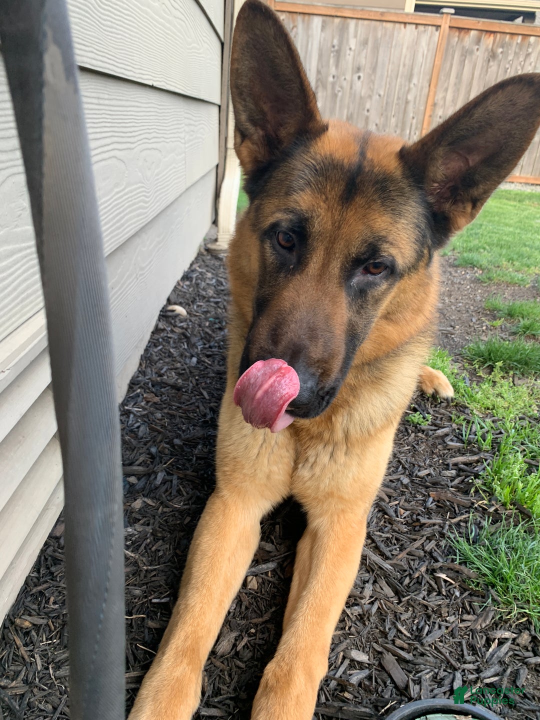 German Shepherd dogs for sale: German Shepherd Puppy 1 - Ad 7