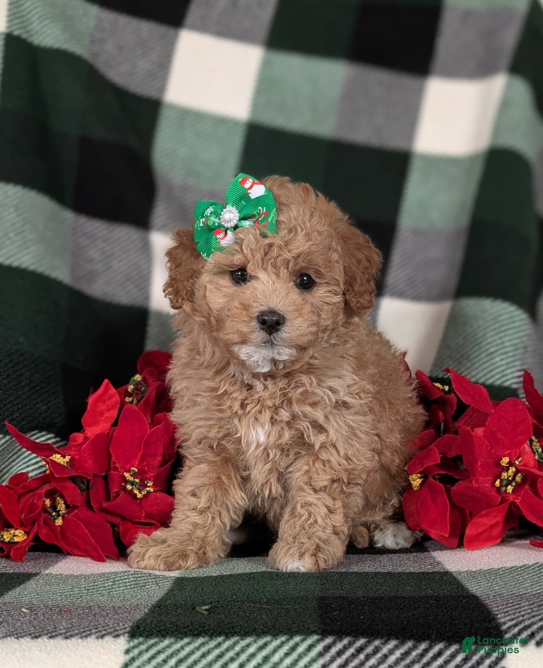 Havapoo dogs for sale: Camdyn Ready for Christmas! - Ad 3