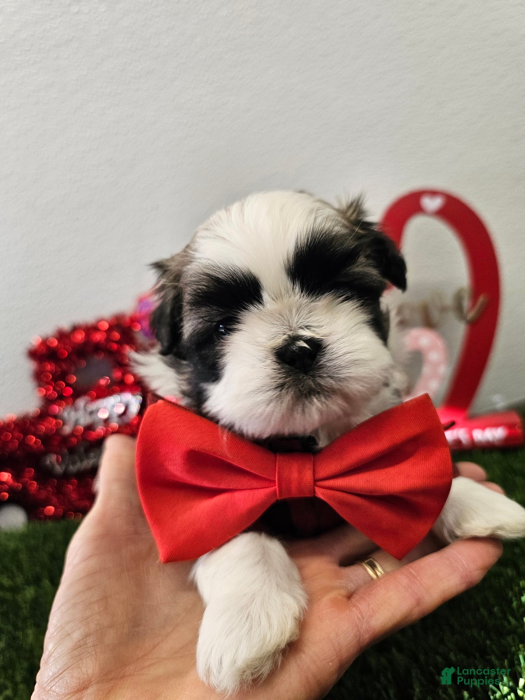 Shih Tzu dogs for sale: Chester Ckc - Ad 9
