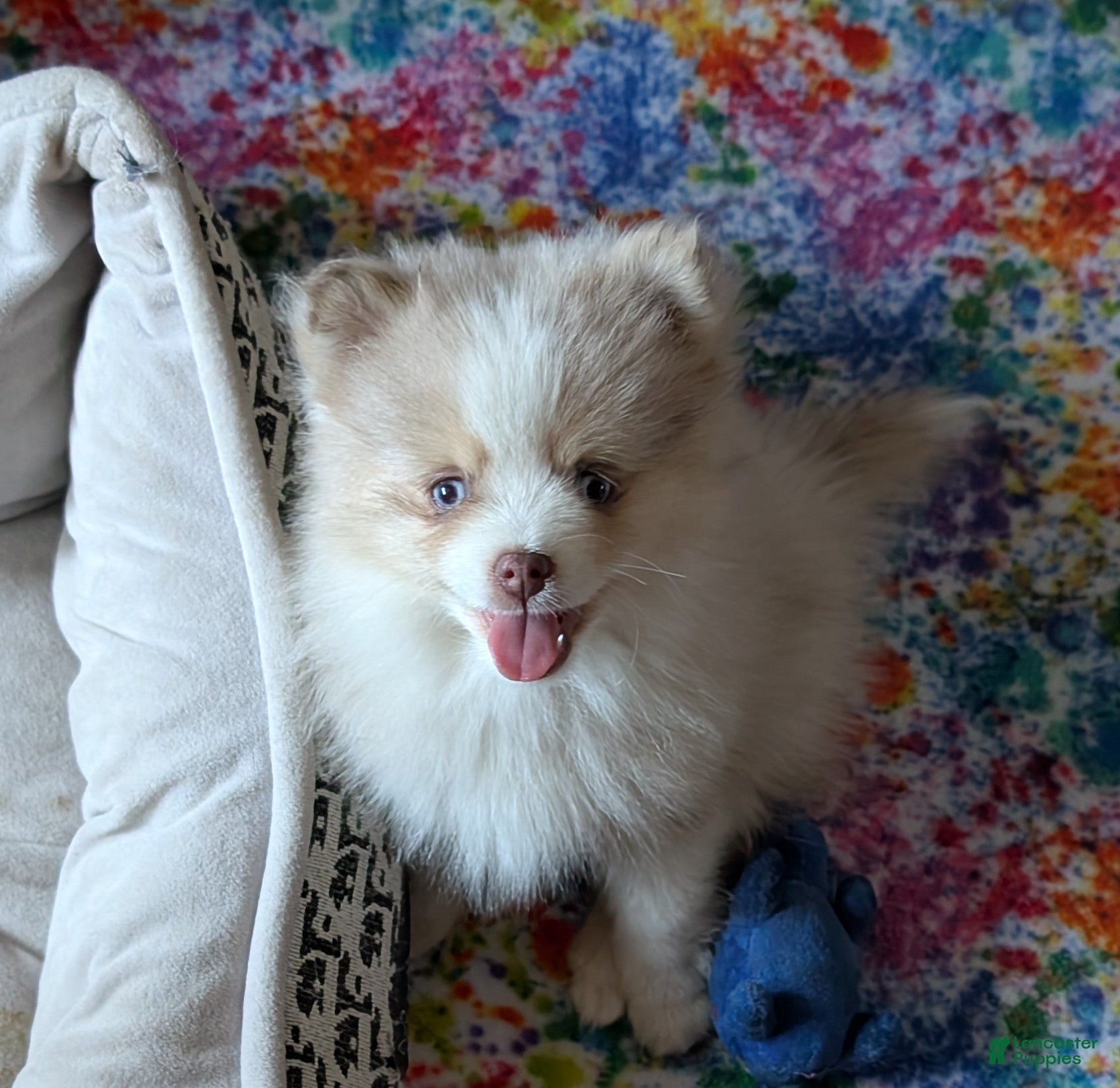 Pomsky dogs Nash  - Ad 24