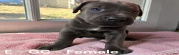Cane Corso dogs for sale: Cane Corso Green - Ad 1