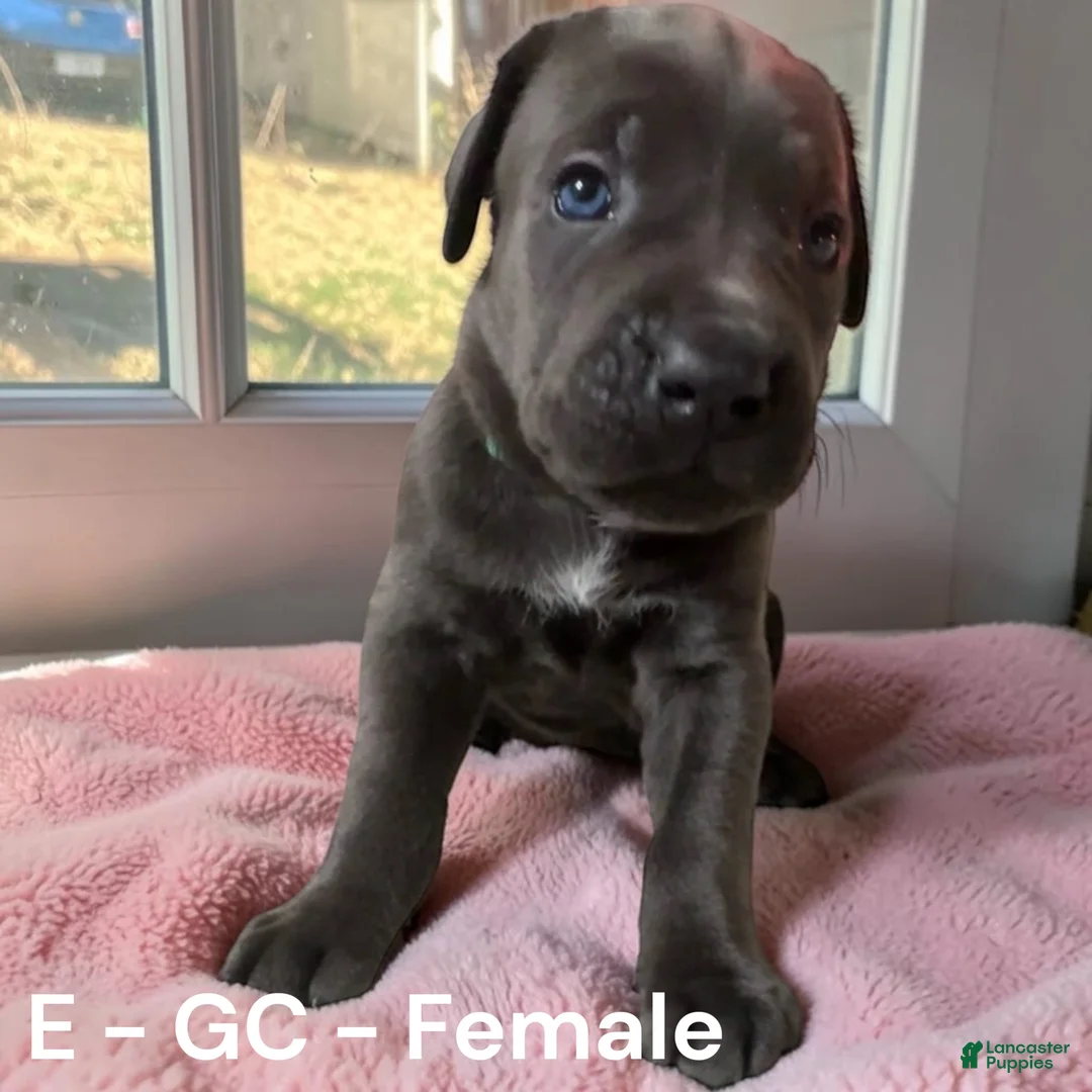 Cane Corso dogs for sale: Cane Corso Green - Ad 1