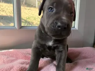 Cane Corso dogs for sale: Cane Corso Green - Ad 2