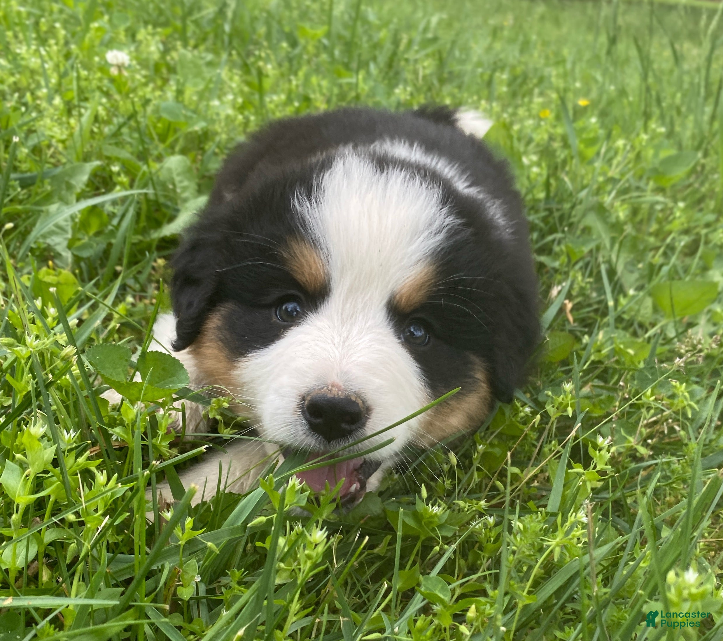 Mixed Breed dogs for sale: ♥️BABY BEAR♥️ - Ad 5