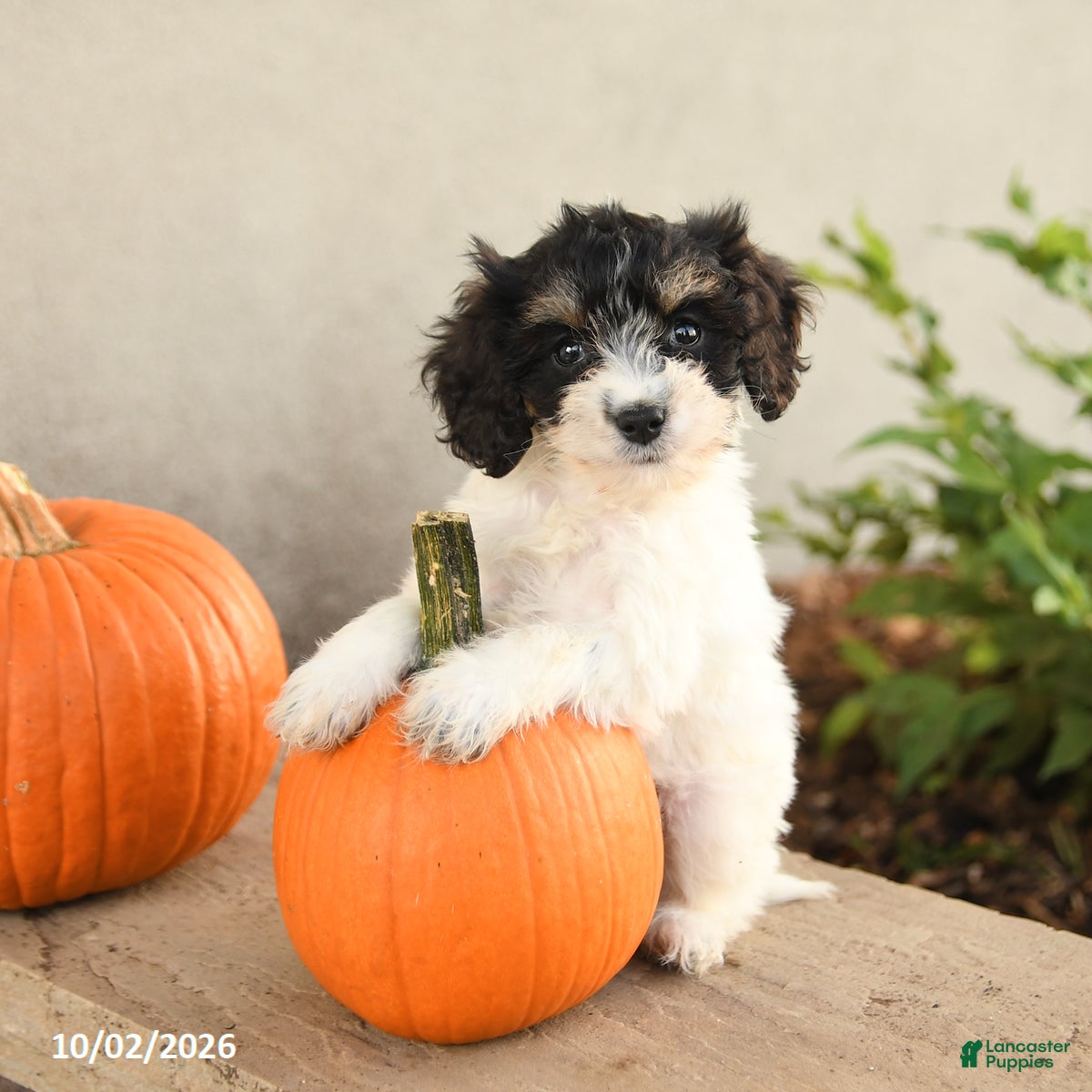 Cavapoo dogs Abby - Ad 1