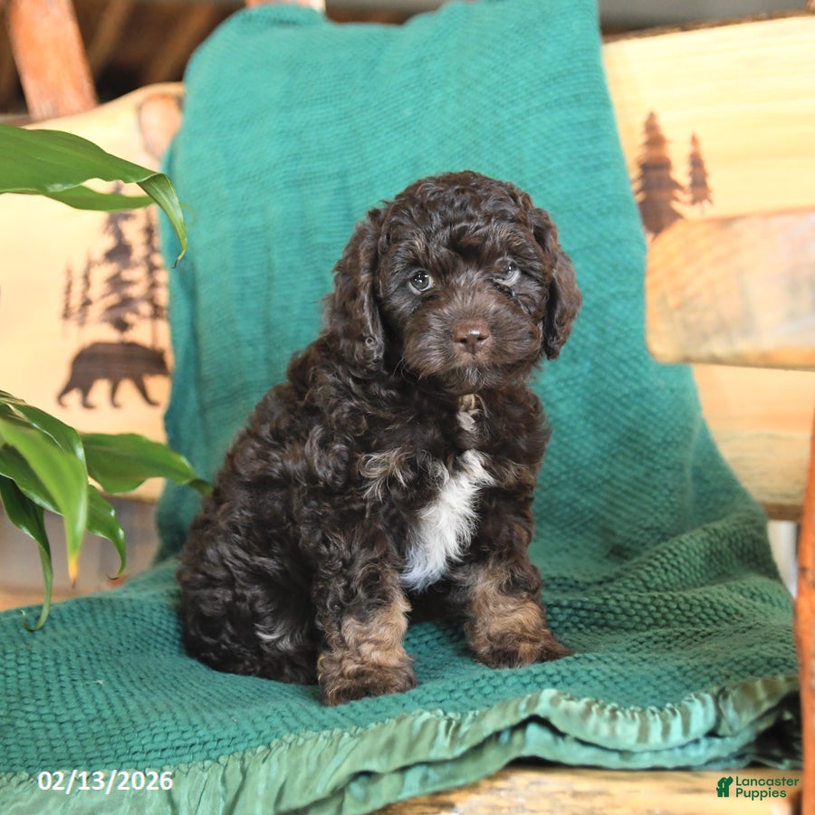 Cockapoo dogs Monty - Ad 2