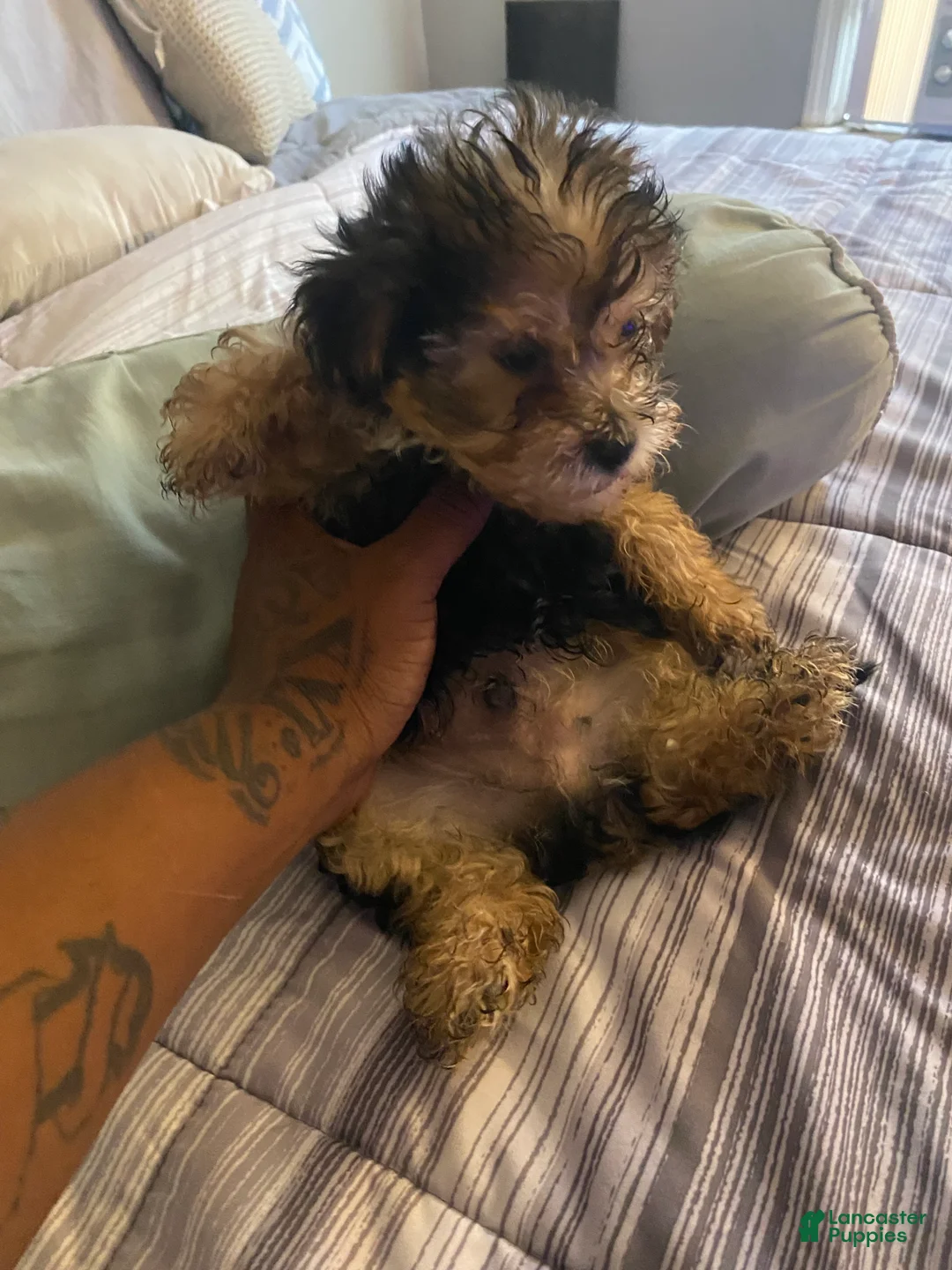 Yorkshire Terrier dogs for sale: Yorkshire Terrier 1 - Ad 2