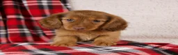 Dachshund dogs for sale: Elise - Ad 5
