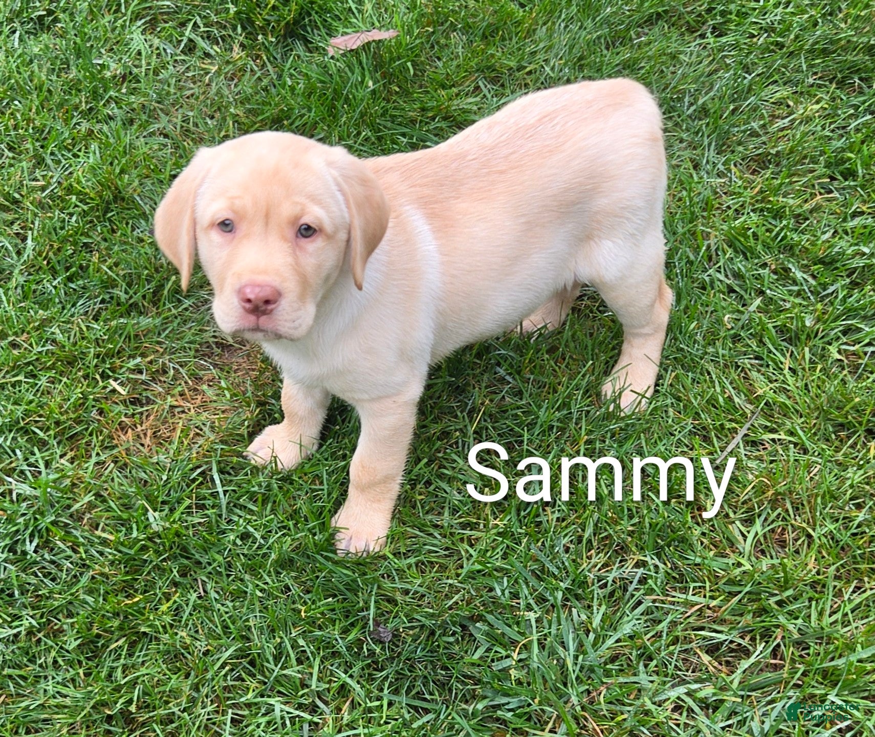 Labrador Retriever dogs for sale: Labrador Retriever Sammy - Ad 2