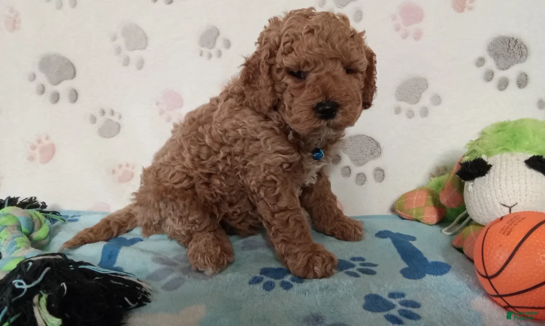 Cockapoo dogs for sale: Petey  - Ad 2
