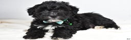 Newfypoo dogs for sale: Hickory f one b - Ad 2