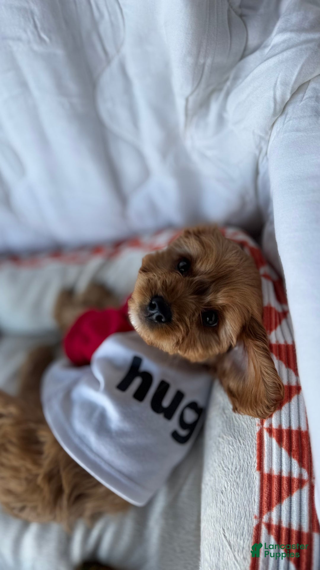 Cockapoo dogs for sale: Oliver – The “Emotional Support Bear” You’ll Fall in Love With 🧡🐾 - Ad 8