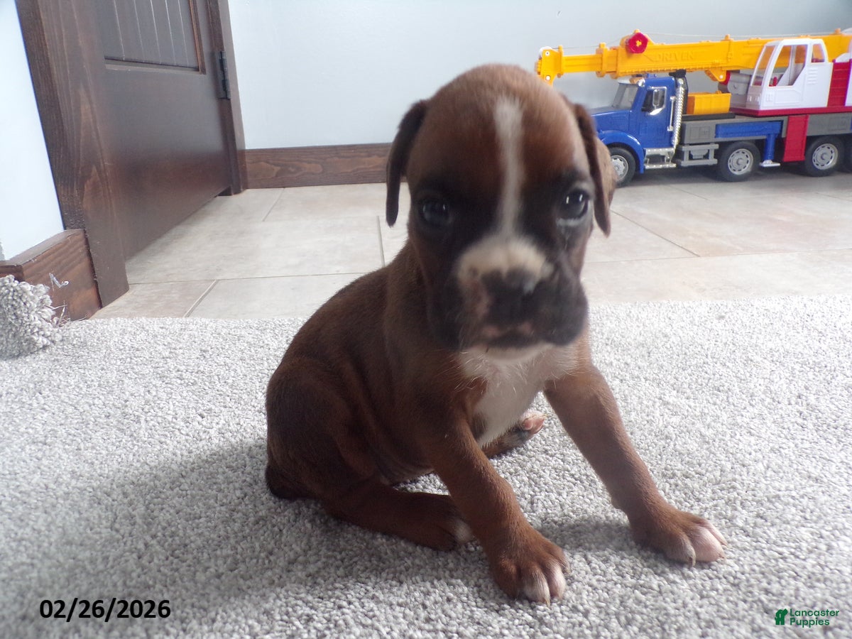 Boxer dogs Roxy - Ad 2