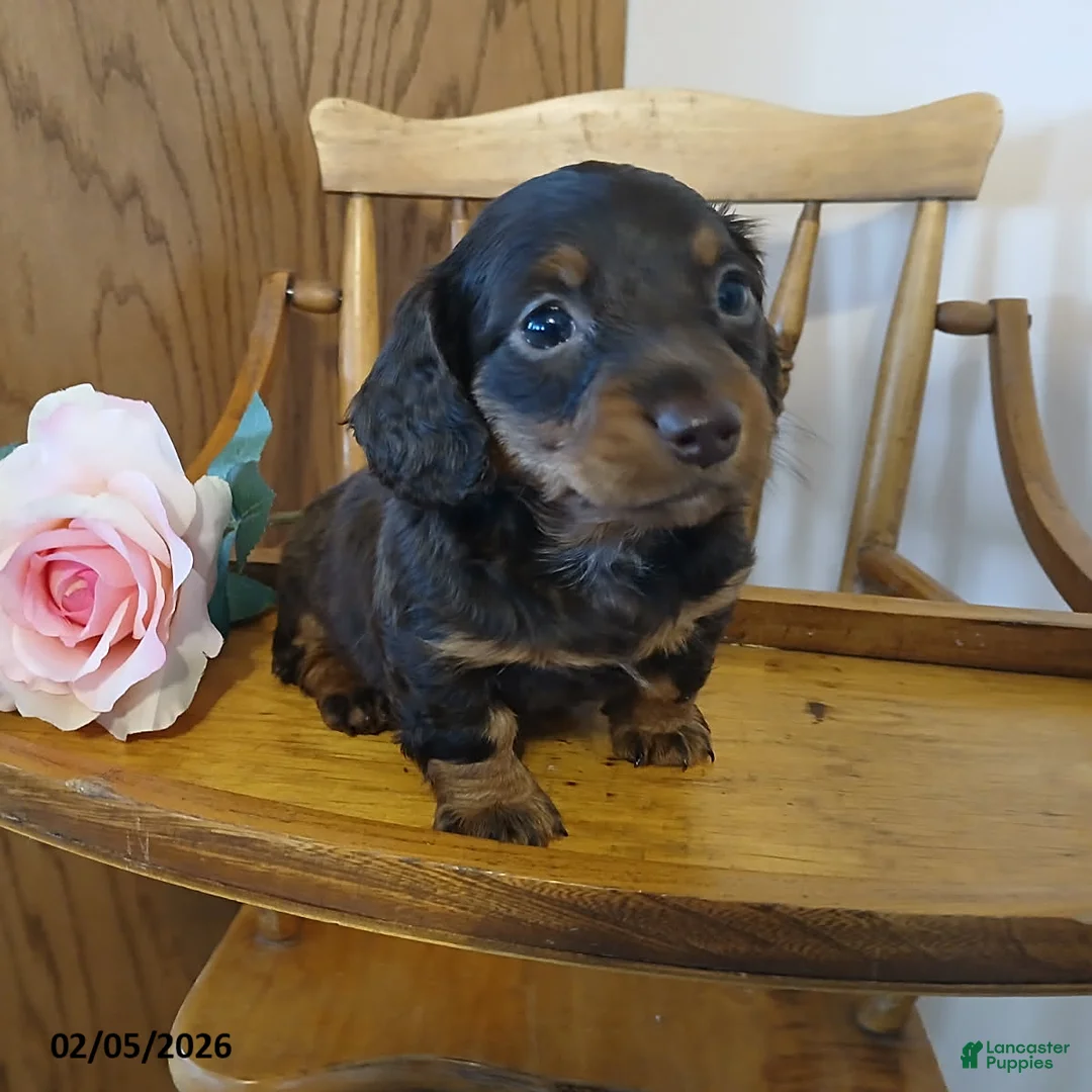 Miniature Dachshund dogs for sale: Luvbug - Ad 2