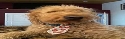 Double Doodle dogs for sale: River - F2 Double Doodle - Ad 38