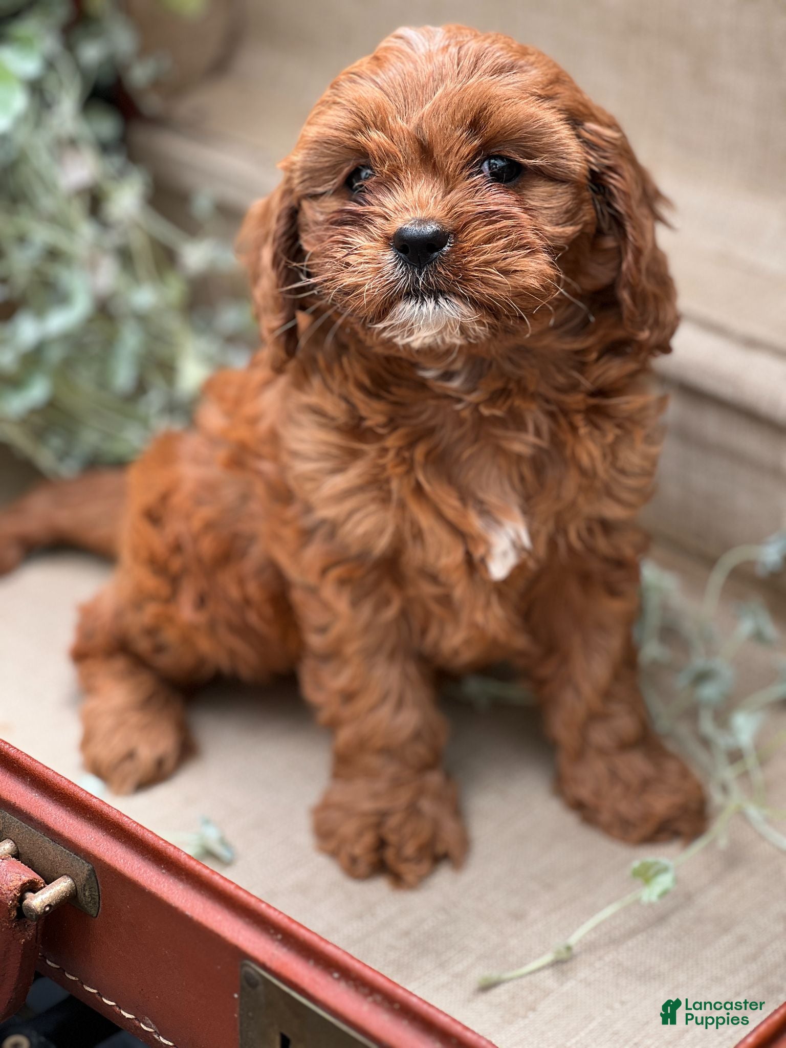 Cavapoo dogs Kitkat - Ad 29