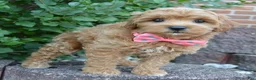 Shihpoo dogs for sale: Sadie - Ad 14
