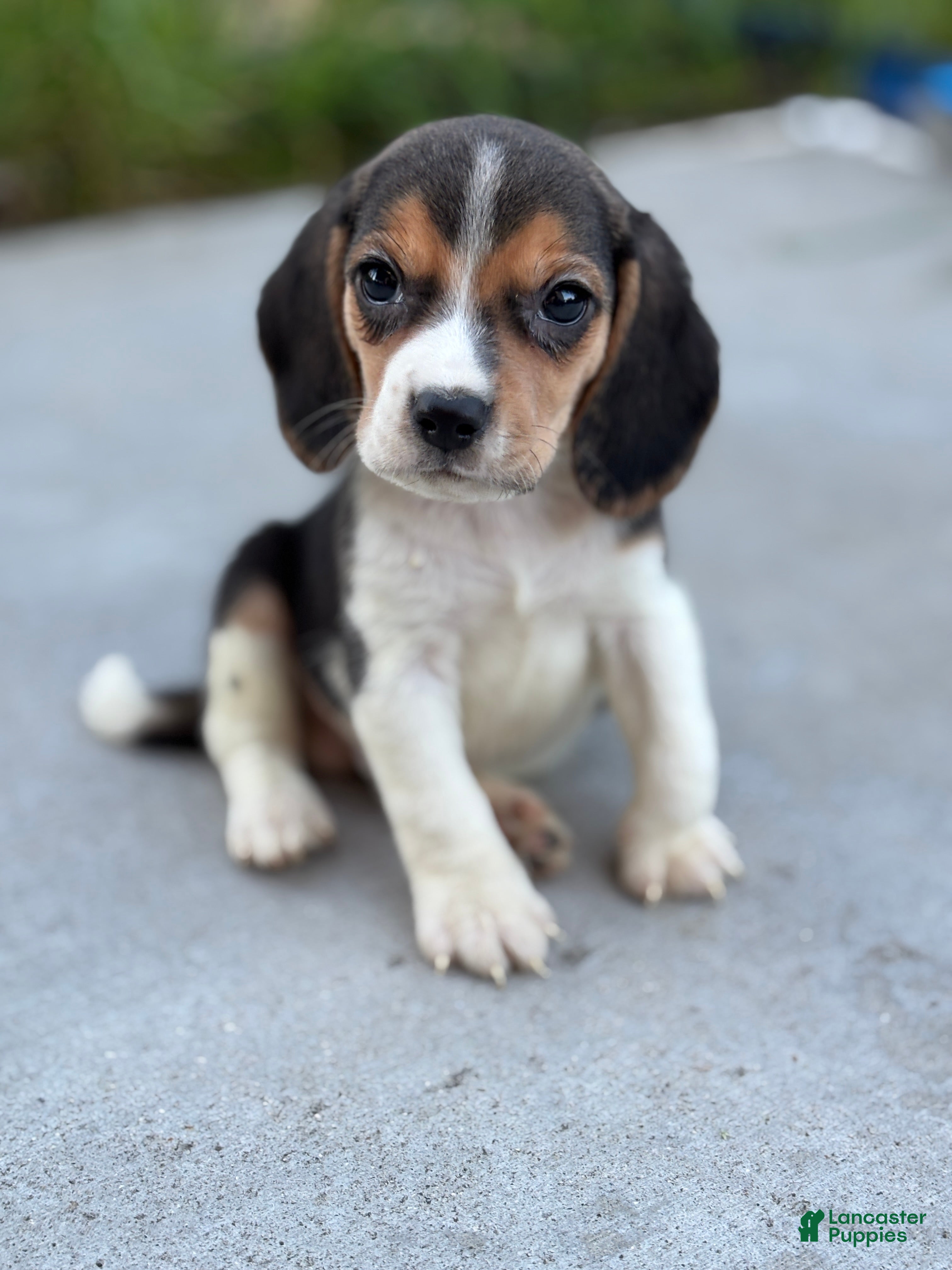 Beagle dogs Duke - Ad 25