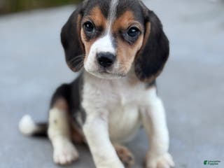 Beagle dogs Duke - Ad 5