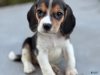 Beagle dogs Duke - Ad 1