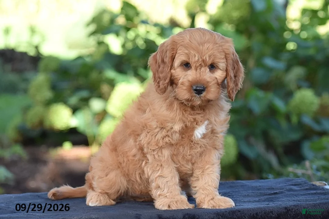 Cavapoo dogs for sale: Carson - Ad 1