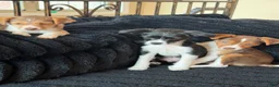 Mixed Breed dogs for sale: Mixed Breed 3 - Ad 2