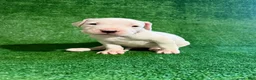 Dogo Argentino dogs for sale: Silver female - Ad 5