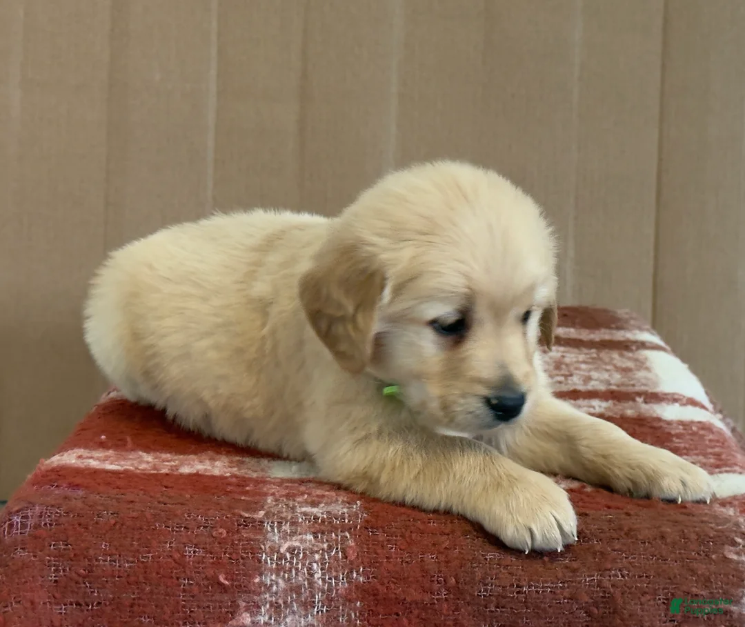 Golden Retriever dogs for sale: Teddy - Ad 8