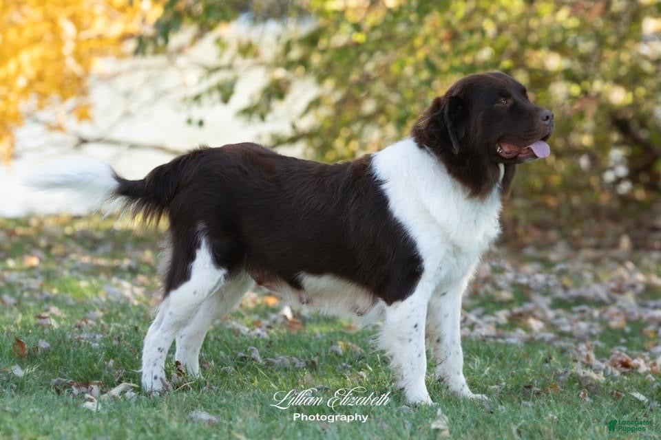 Newfoundland dogs Bica - Ad 2