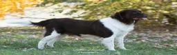 Newfoundland dogs for sale: Willow - Ad 2