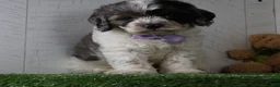 Cockapoo dogs for sale: Winston - Ad 4