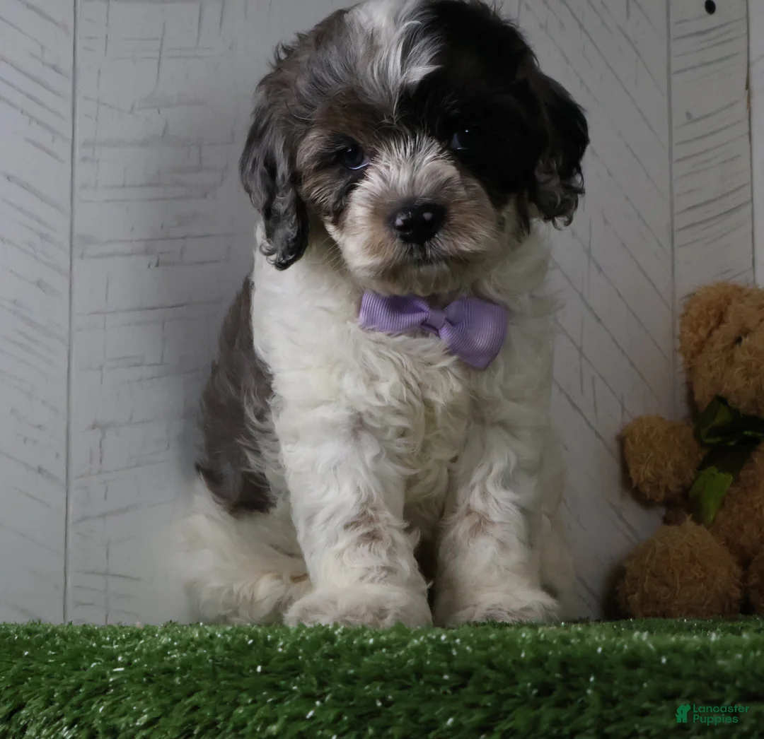 Cockapoo dogs for sale: Winston - Ad 4