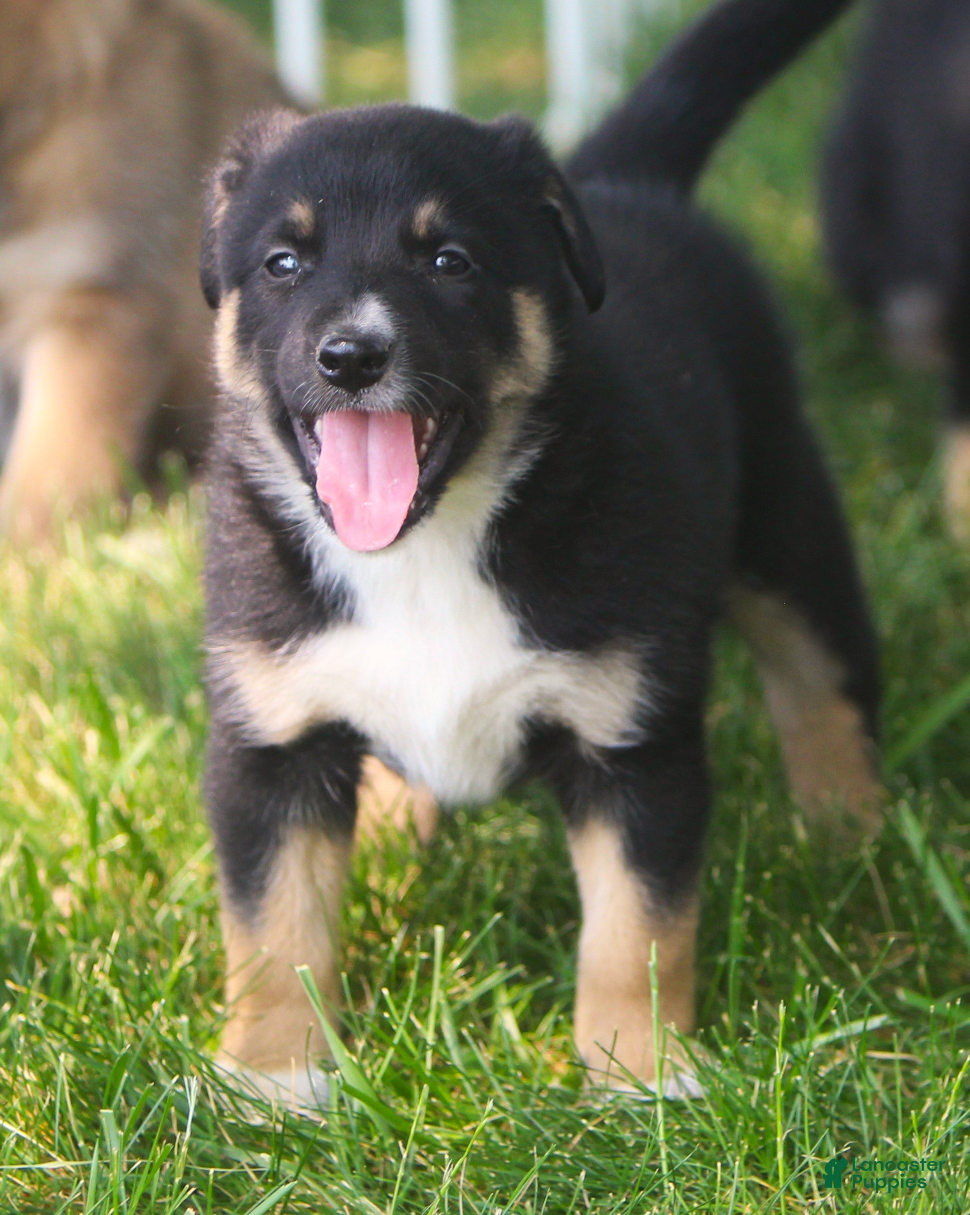 Sheprador dogs Sheprador Puppy 2 - Ad 1