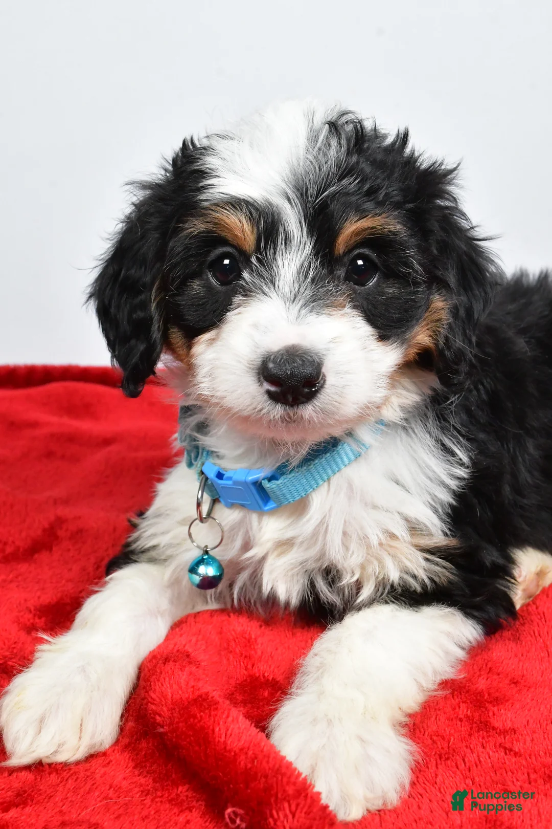 Mini Aussiedoodle dogs for sale: Gabby - Ad 8