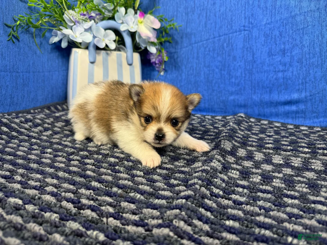 Pomeranian dogs for sale: Pomeranian 2 - Ad 2
