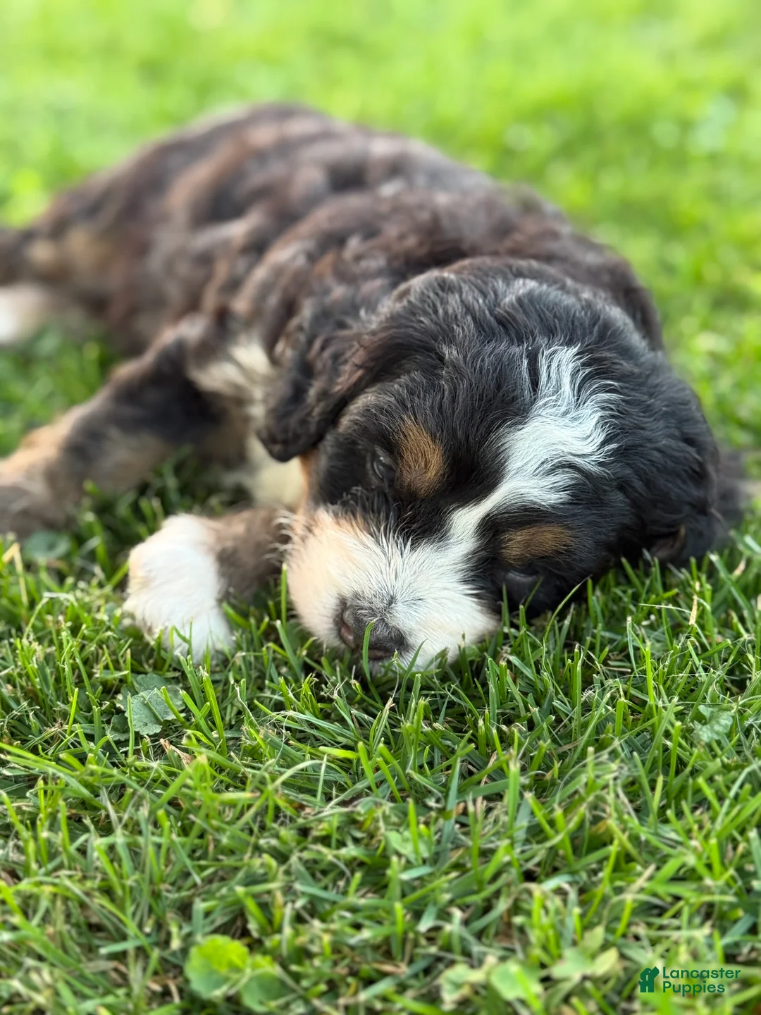 Mini Bernedoodle dogs for sale: Roamer - Ad 11